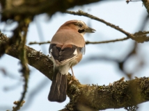 DSC_0009a (4)