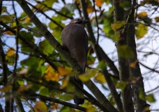 DSC_0046a