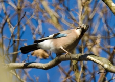 DSC_0068a (3)