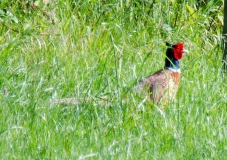 DSC_0012a (6)
