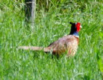 DSC_0014a (3)