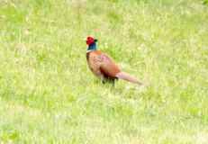DSC_0020a (3)