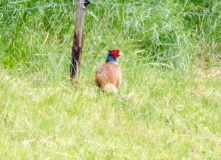 DSC_0026a (5)