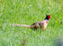 DSC_0039a (2)