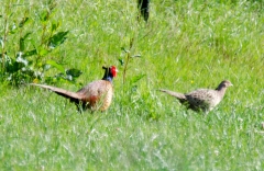 DSC_0064a (5)