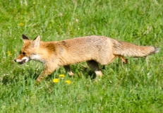 DSC0052a