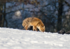_DSC0079a