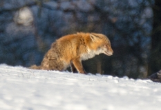 _DSC0080a