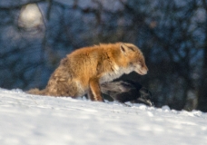 _DSC0084a
