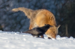 _DSC0090a