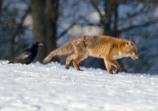 _DSC0092a