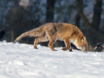 _DSC0093a