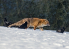 _DSC0094a