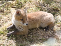 DSC0620a