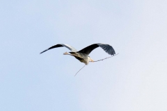 DSC_0046a