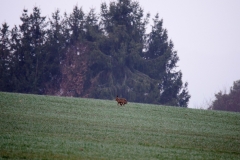 DSC_0010a