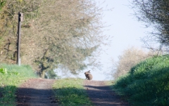 DSC_0035a