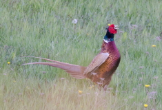 DSC0026a