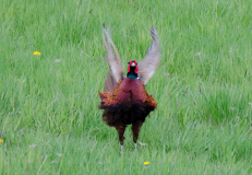 DSC0452a