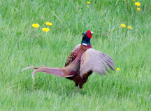 DSC0500a