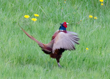 DSC0501a