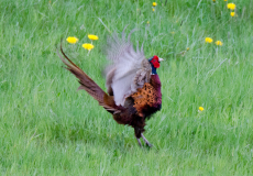 DSC0502a