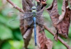 DSC_0016a