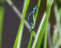 DSC_0019a
