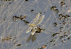 DSC_0025a