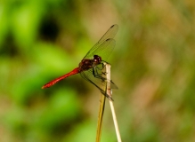 DSC_0031a