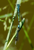 DSC_0047a