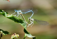 DSC_0051a