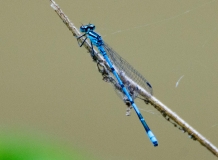 DSC_0056a