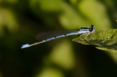 DSC_0072a