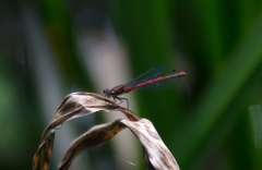DSC_0085a