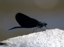 DSC_0093a