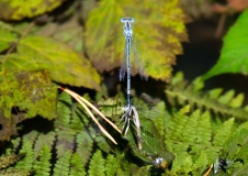 DSC_0104a