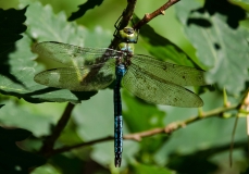DSC_0121a