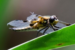 DSC_0167a