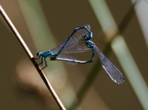 DSC_0610a