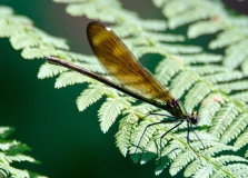 DSC_0645a
