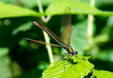 DSC_0658a