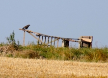 DSC_0012a