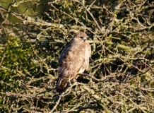 DSC_0020a (2)