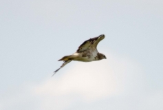 DSC_0028a (3)