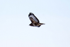 DSC_0029a (2)