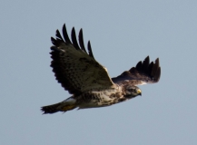 DSC_0035a (2)