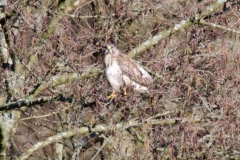 DSC_0037a (3)