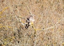 DSC_0042a (5)