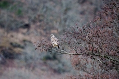 DSC_0042a (6)